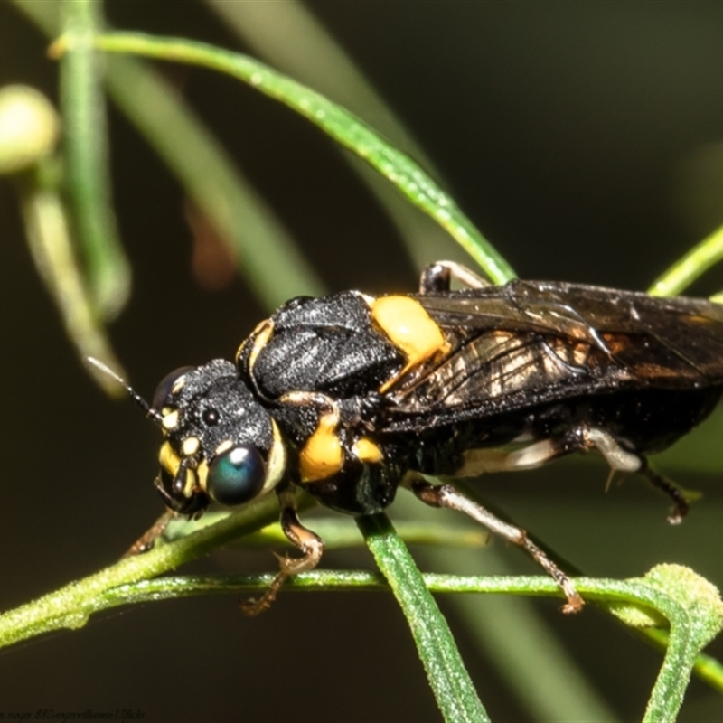 Pergagrapta bicolor