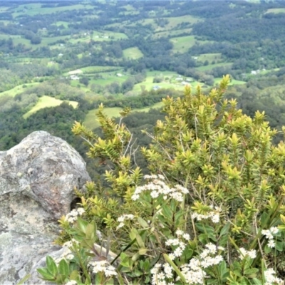 Olearia elliptica