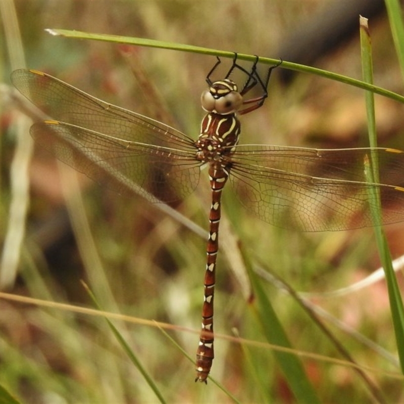 Austroaeschna unicornis