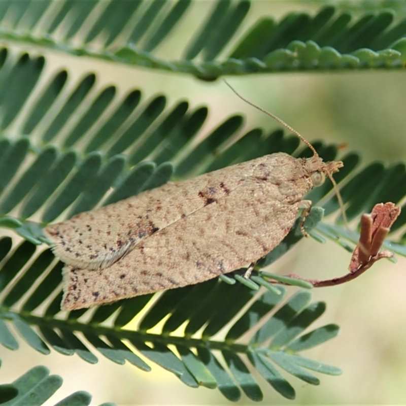 Meritastis laganodes