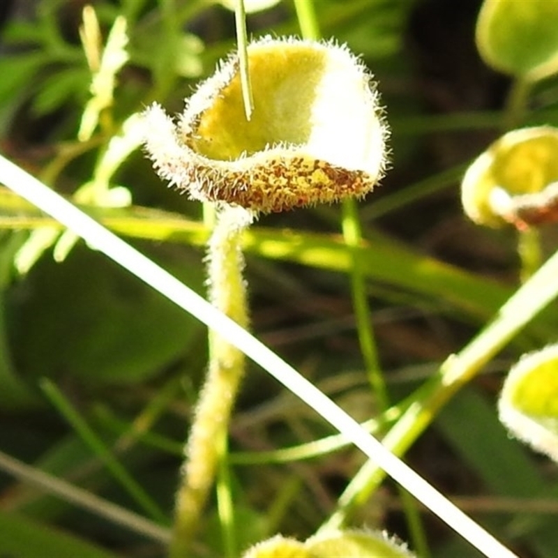 Puccinia dichondrae