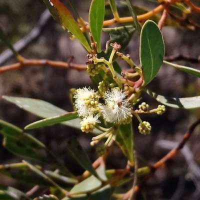 Acacia penninervis var. penninervis