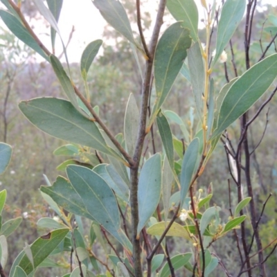 Acacia penninervis var. penninervis