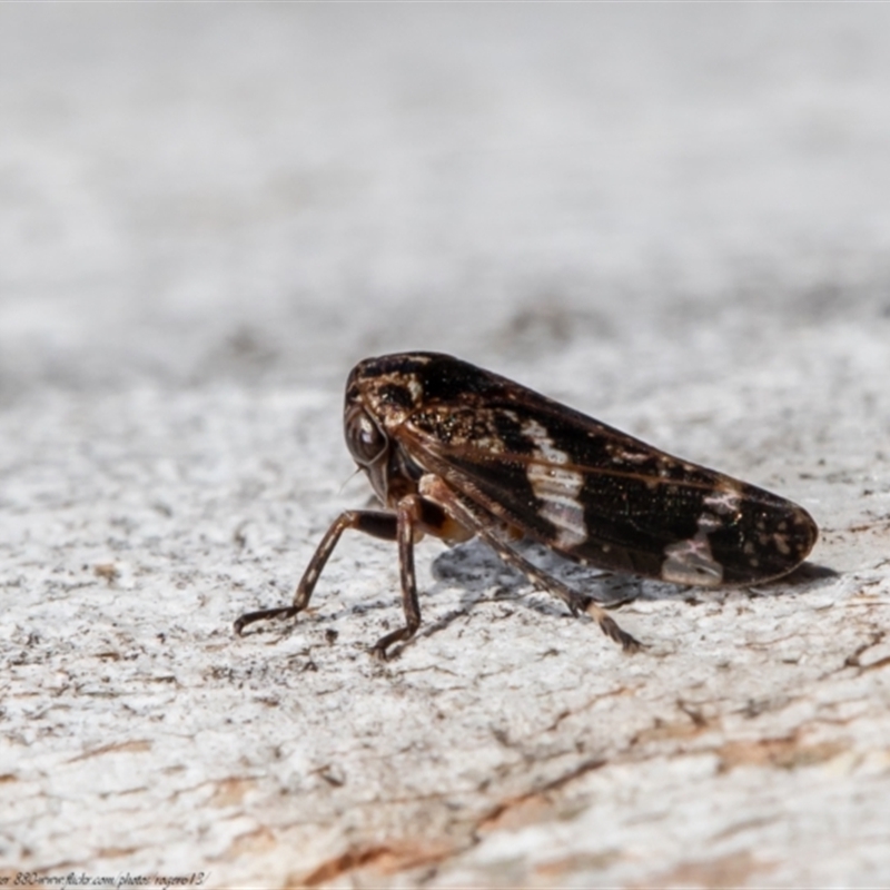 Eurypella tasmaniensis