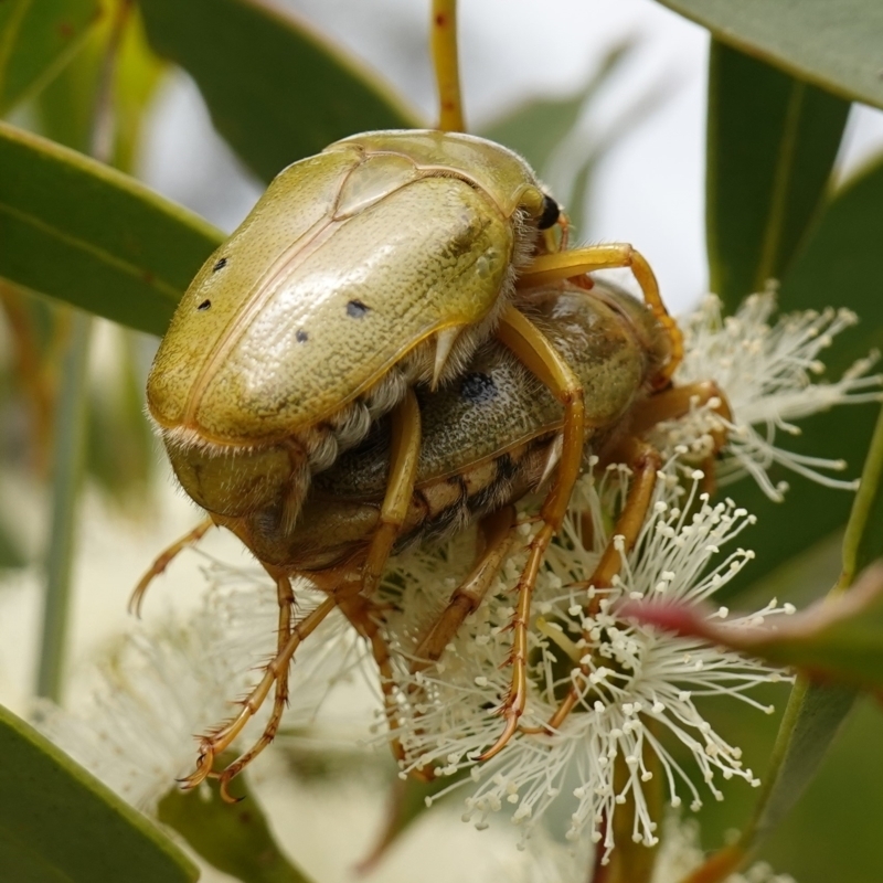 Schizorhina atropunctata