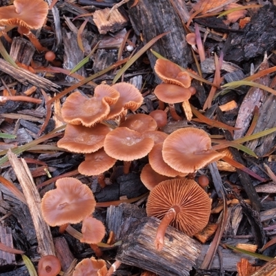 Tubaria serrulata