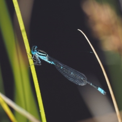 Austroagrion watsoni