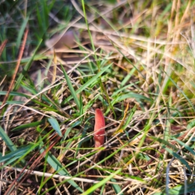 Clavulinopsis corallinorosacea