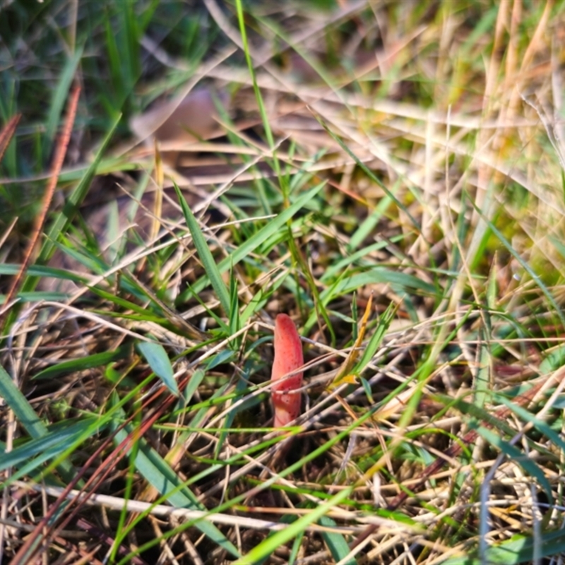 Clavulinopsis corallinorosacea