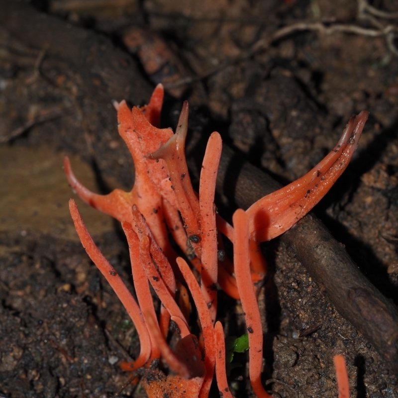 Clavulinopsis corallinorosacea