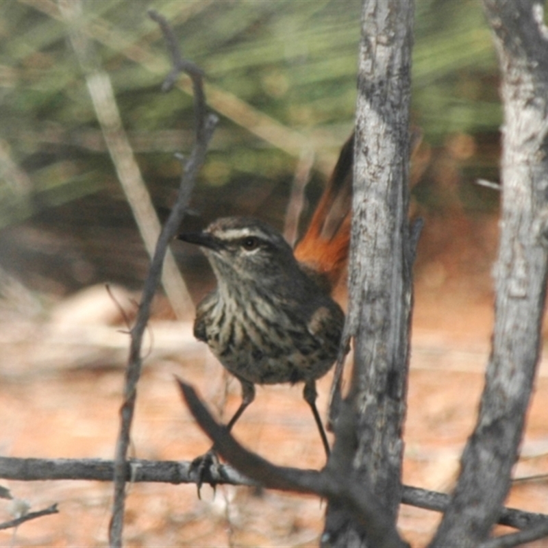 Shy Heathwren