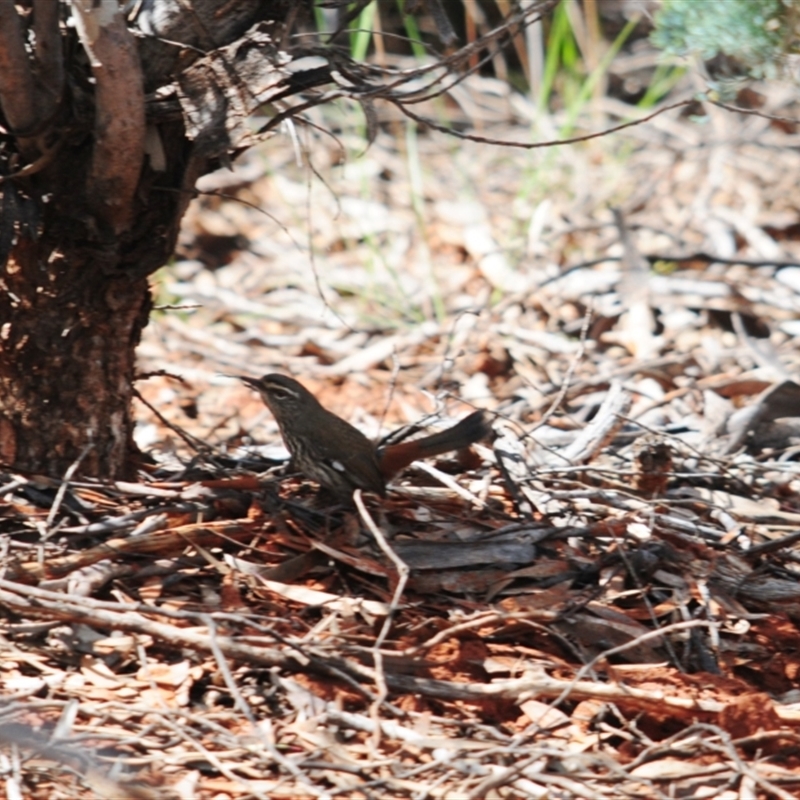 Hylacola cauta