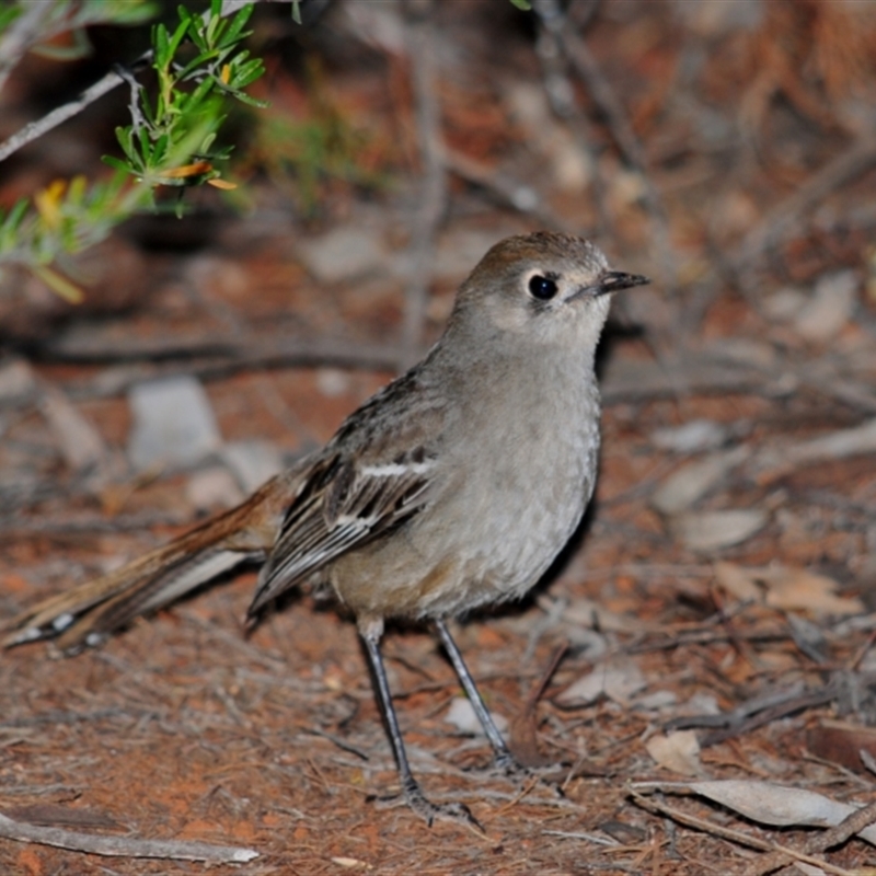 Drymodes brunneopygia