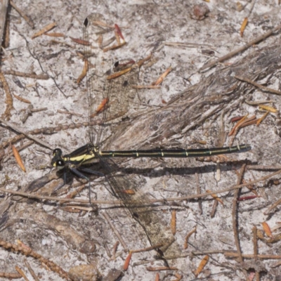 Austroargiolestes icteromelas icteromelas