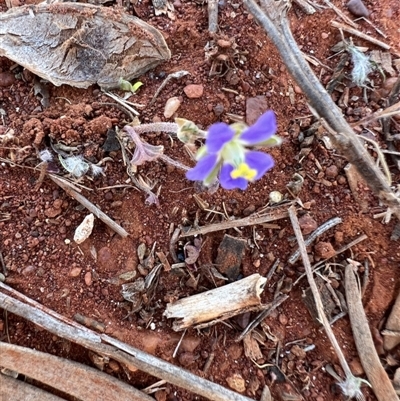 Erodium carolinianum 