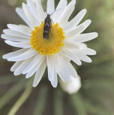 Eretmocera (genus) (Scythrididae family)