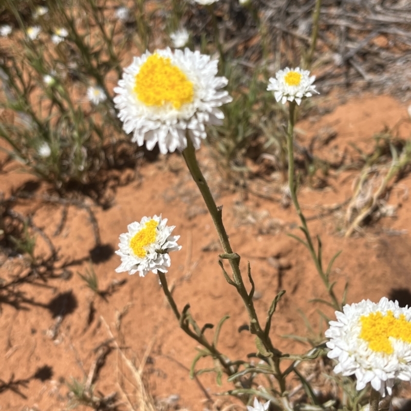 Polycalymma stuartii