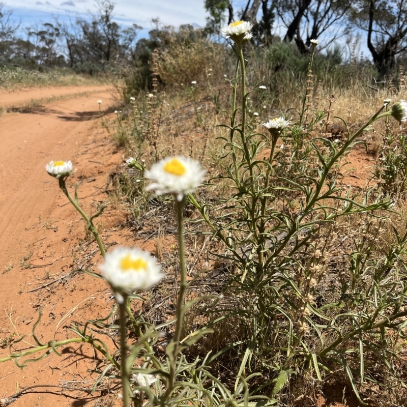 Polycalymma stuartii