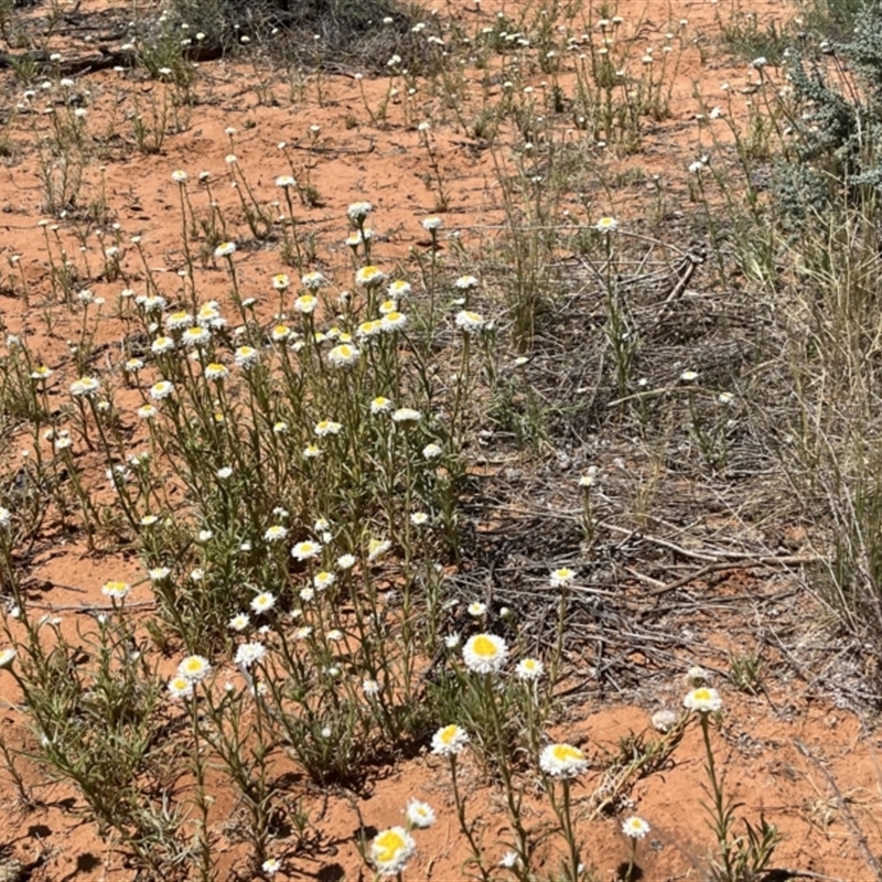 Polycalymma stuartii