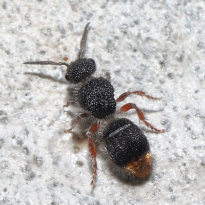 Odontomyrme sp. (genus)