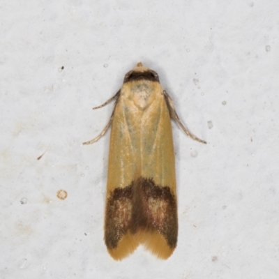 Tachystola thiasotis