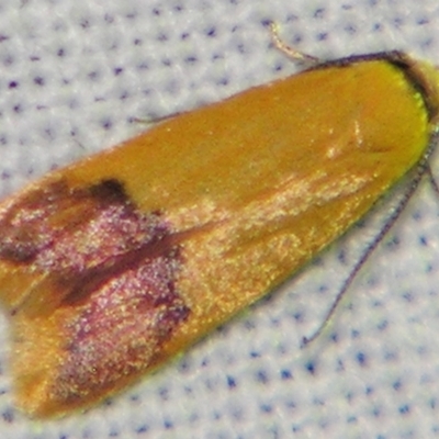 Tachystola thiasotis