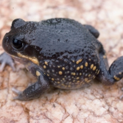 Heleioporus australiacus flavopunctatus