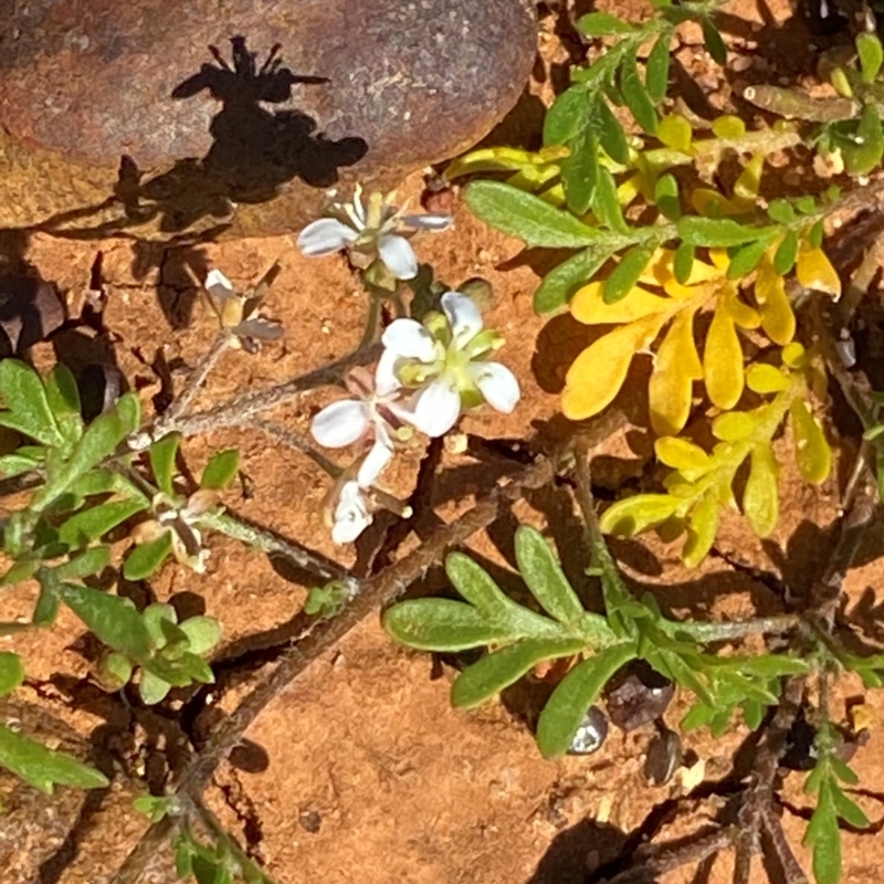 Arabidella eremigena