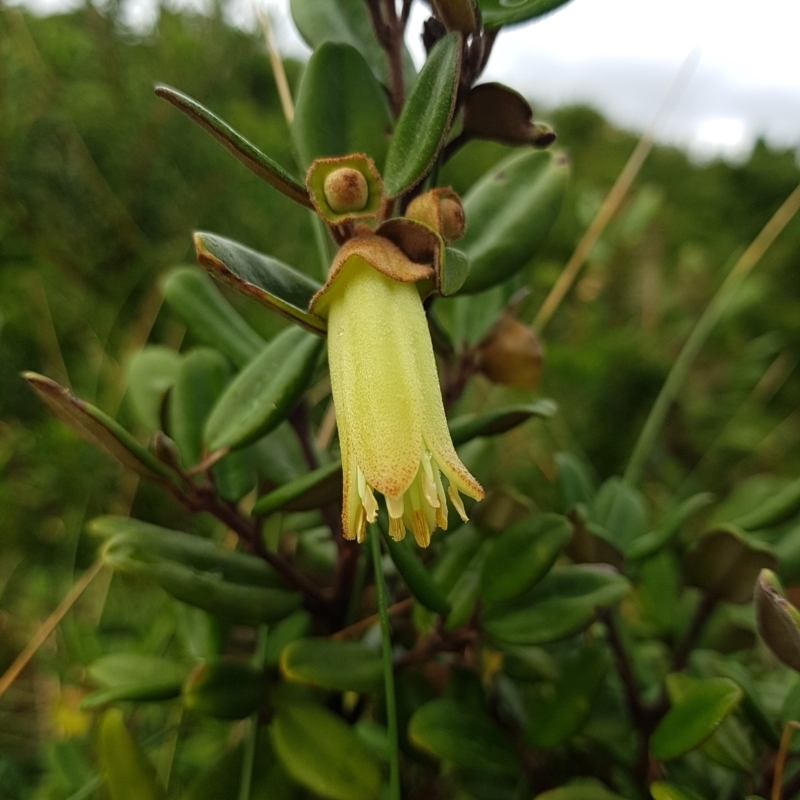 Correa backhouseana var. orbicularis