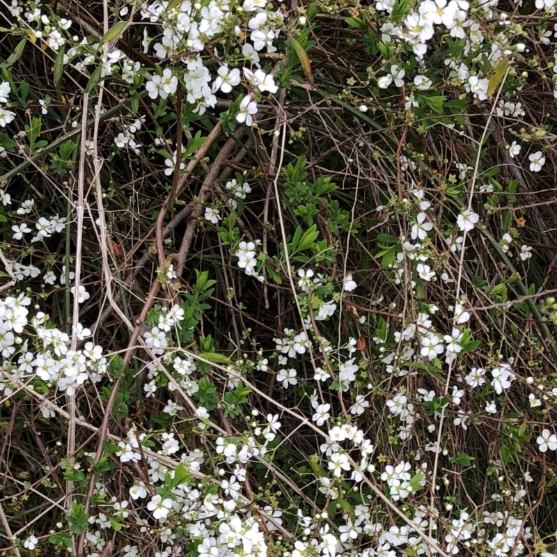 Spiraea thunbergii