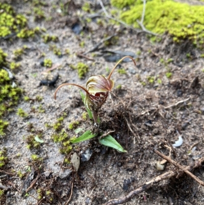 Pterostylis erythroconcha