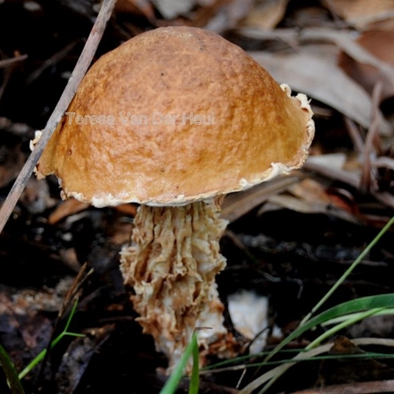 Austroboletus lacunosus