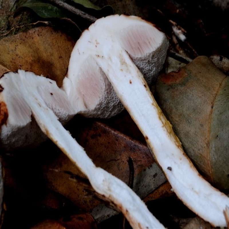 Austroboletus lacunosus