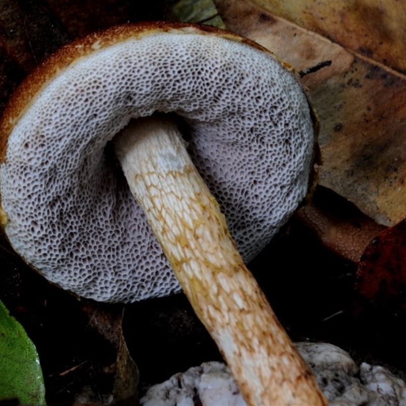 Austroboletus lacunosus