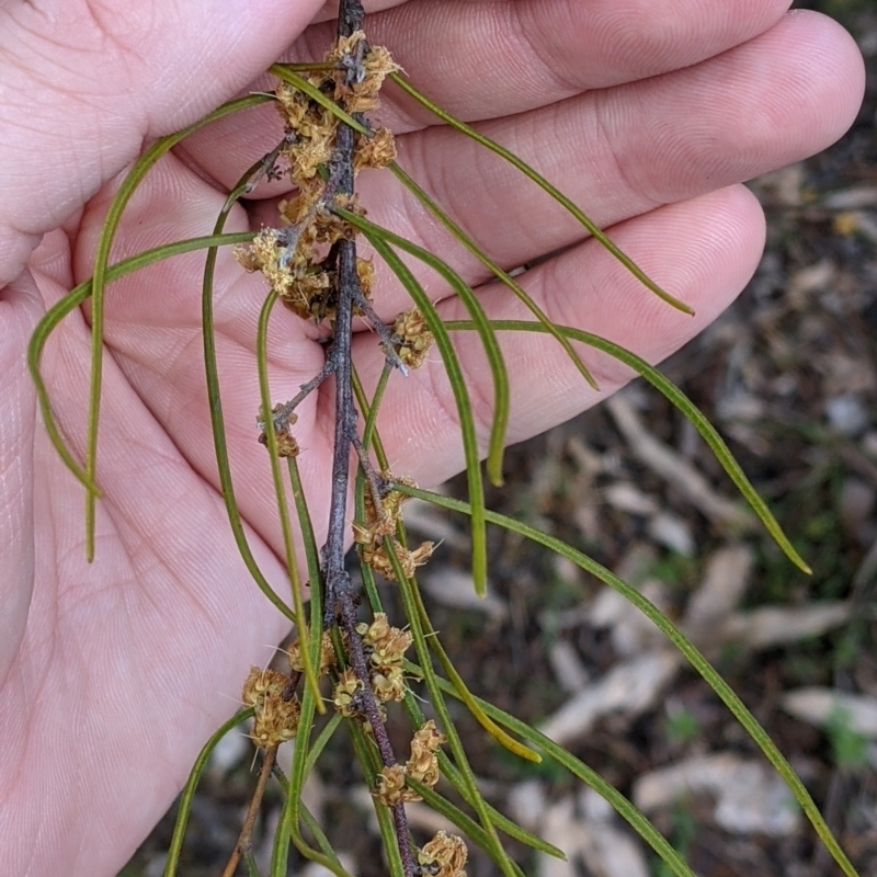 Acacia phasmoides