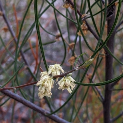 Acacia phasmoides
