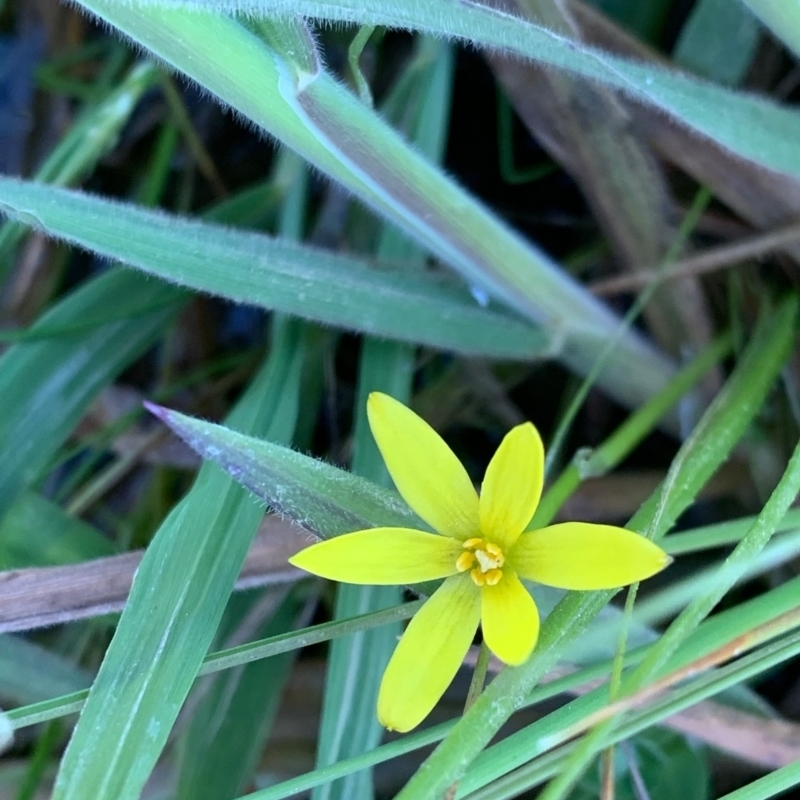 Pauridia glabella