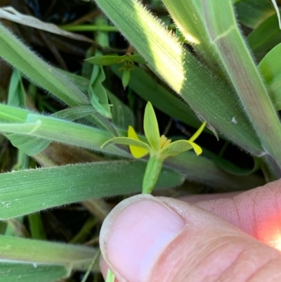 Hypoxis glabella