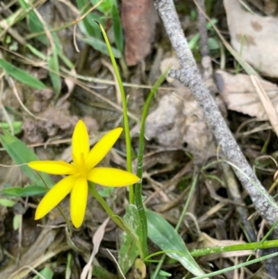 Hypoxis glabella