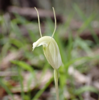 Pterostylis nana