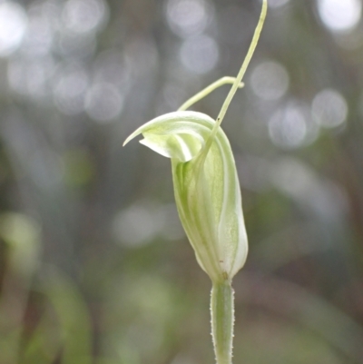 Pterostylis nana