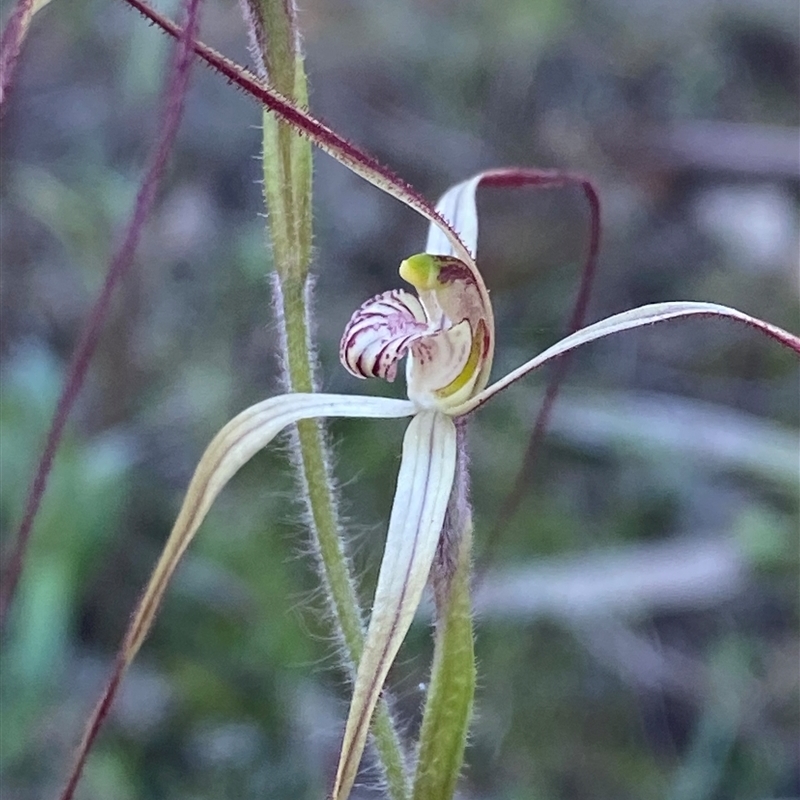 Caladenia flaccida