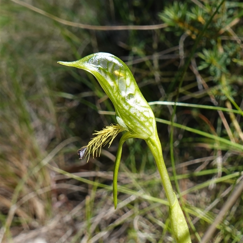 Pterostylis plumosa