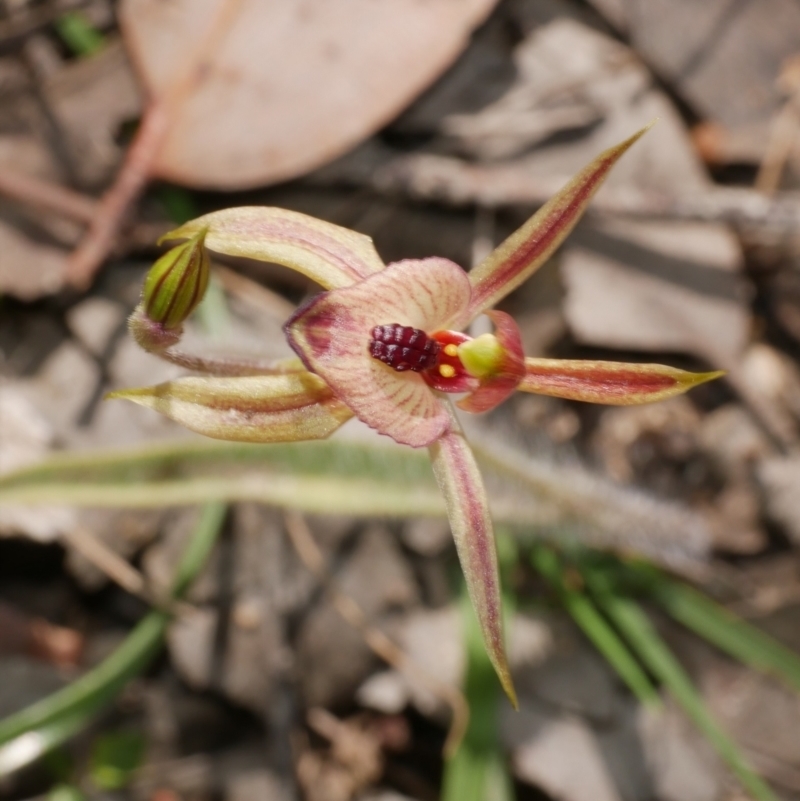 Caladenia cardiochila