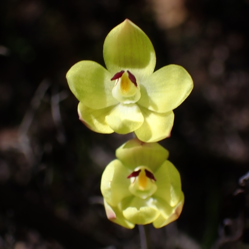 Thelymitra antennifera