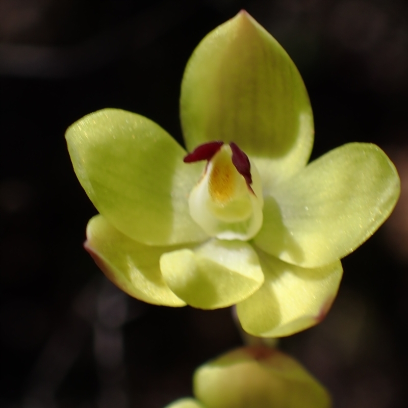 Thelymitra antennifera