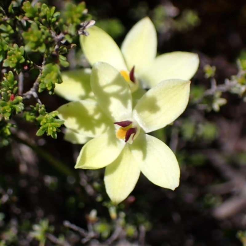 Thelymitra antennifera