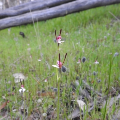 Leptoceras menziesii