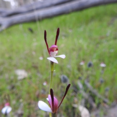 Leptoceras menziesii