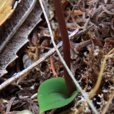 Leporella fimbriata